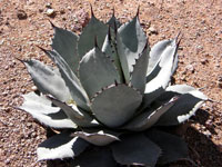 Agave parryi