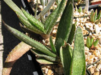 aloe parvibracteata