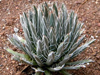 agave parviflora