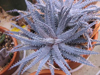 aloe parvula