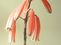 Aloe parvula