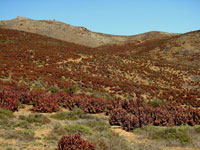 aloe pearsonii