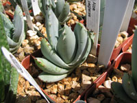 aloe peglare