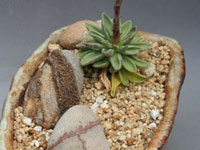 Adromischus phillipsiae