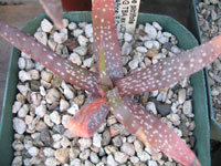 aloe pictifolia