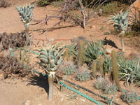 aloe pillansii