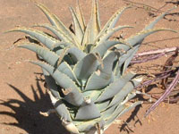 Aloe pillansii