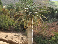 Aloe pillansii