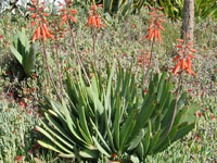 Aloe plicatilis