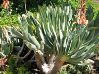 Aloe plicatilis