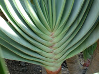 Aloe plicatilis