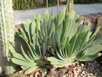 Aloe plicatilis