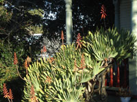 Aloe plicatilis