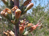 Agave polianthiflora