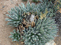 Agave polianthiflora