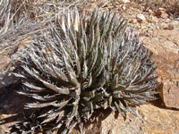 Agave polianthiflora