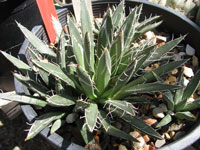 Agave polianthiflora