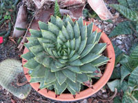 aloe polyphylla