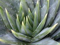 Aloe polyphylla