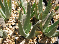 aloe porphyrostachys