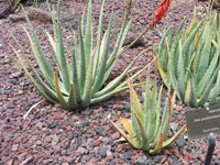 Aloe porphyrostachys