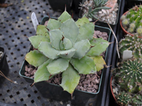 agave potatorum