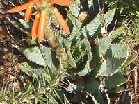 aloe pratensis