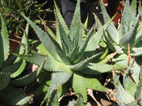 Aloe pratensis