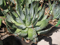 Aloe pratensis