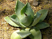 agave pygmae