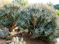 aloe ramosissima