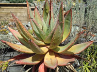 aloe reitzii