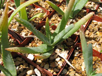 aloe richardsiae