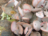 Adromischus roanianus