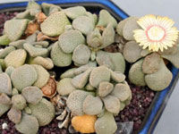 Aloinopsis rosulata