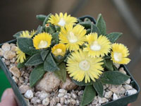 Aloinopsis rubrolineata