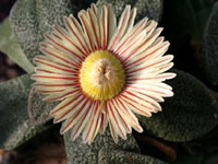 Aloinopsis rubrolineata