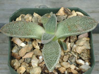 Aloinopsis rubrolineata