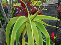 aloe sabaea