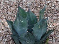 Agave salmiana