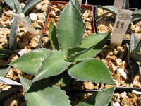 agave scabra