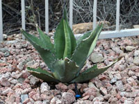 Agave scabra