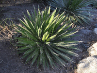 agave schidigera