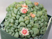 Aloinopsis schooneesii