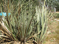 agave schottii