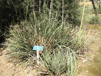 Agave schottii