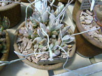 Adromischus schuldtianus