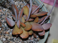 Adromischus schuldtianus