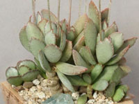 Adromischus schuldtianus