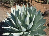 agave sebastiana